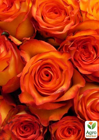 Троянда чайно-гібридна "High & Orange Magic" (саджанець класу АА +) вищий сорт
