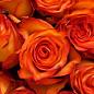 Роза чайно-гибридная "High&Orange Magic" (саженец класса АА+) высший сорт