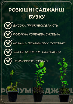 Сирень мелколистная "Flowerfesta Рink"27