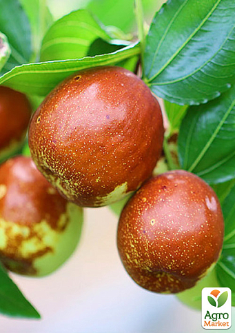 Зізіфус 2-х річний щеплений "Родослав" (ранній, великоплідний сорт) - фото 3