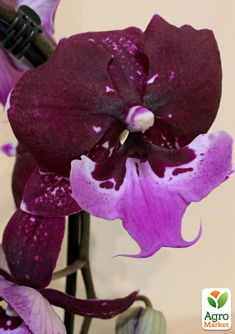 Орхидея (Phalaenopsis) "Cascade Wine" - фото 4