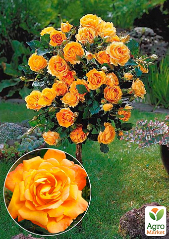 Роза штамбовая "Вуду" (Voodoo) (саженец класса АА+) высший сорт 