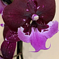 Орхидея (Phalaenopsis) "Cascade Wine"