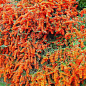 Пираканта узколистная "Orange Glow"