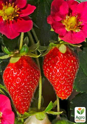 Полуниця ампельна "Рожевий Фламінго" (ремонтантний сорт з великими ягодами)