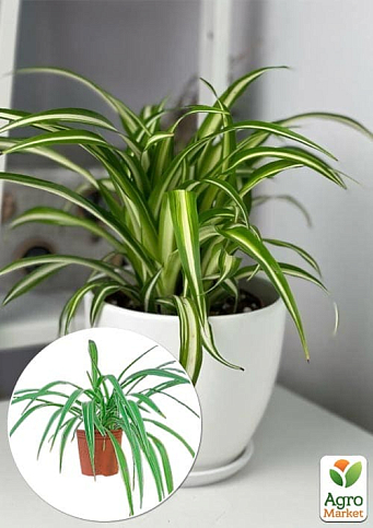Хлорофітум кімнатний "Variegatum" 35-45см