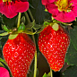 Полуниця ампельна "Рожевий Фламінго" (ремонтантний сорт з великими ягодами)