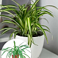 Хлорофітум кімнатний "Variegatum" 35-45см