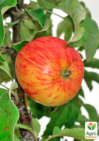 Яблуня "Світанок Млієва" (літній сорт, ранній термін дозрівання)  - фото 4