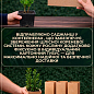 Самшит вічнозелений "Buxus sempervirens" 2-х річний саджанець цена