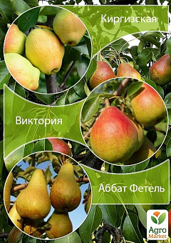 Дерево-сад Груша "Киргизька + Вікторія + Абат Фетель" 1 саджанець в упаковці2