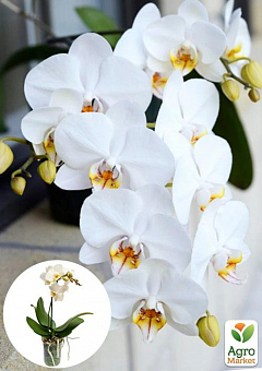 Орхідея (Phalaenopsis) "White"3