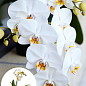 Орхидея (Phalaenopsis) "White"