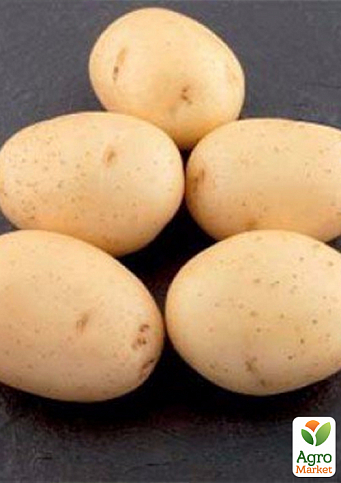 Насіннєва середньорання картопля "Евора" (на смаження, 1 репродукція) 1кг - фото 2
