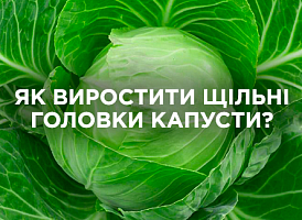 Як виростити щільні головки капусти — поради та прийоми | Agro-market