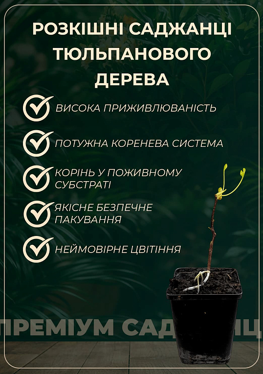 Тюльпанове дерево яскраво-жовте "Ліріодендрон" (Liriodendron tulipifera)
