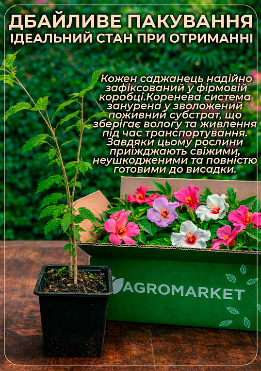 Гібіскус сирійський "Freedom" С2, висота 20-40 см
