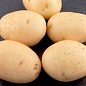 Насіннєва середньорання картопля "Евора" (на смаження, 1 репродукція) 1кг купить