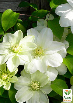 LMTD Клематис 2-х річний "Guernsey Cream" (висота 40-60 см)8