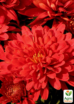 Хризантема кустовая среднецветковая "Willian Red" 1