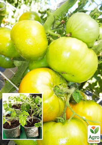 Розсада Томат «Смарагдове Яблуко» (фермерське вирощування), 1шт в упаковці - фото 2