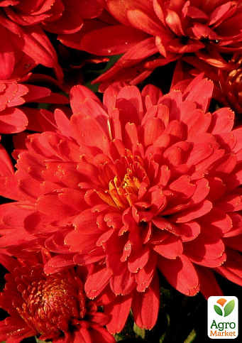 Хризантема кущова середньоквіткова "Willian Red"