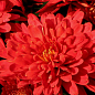 Хризантема кустовая среднецветковая "Willian Red" 