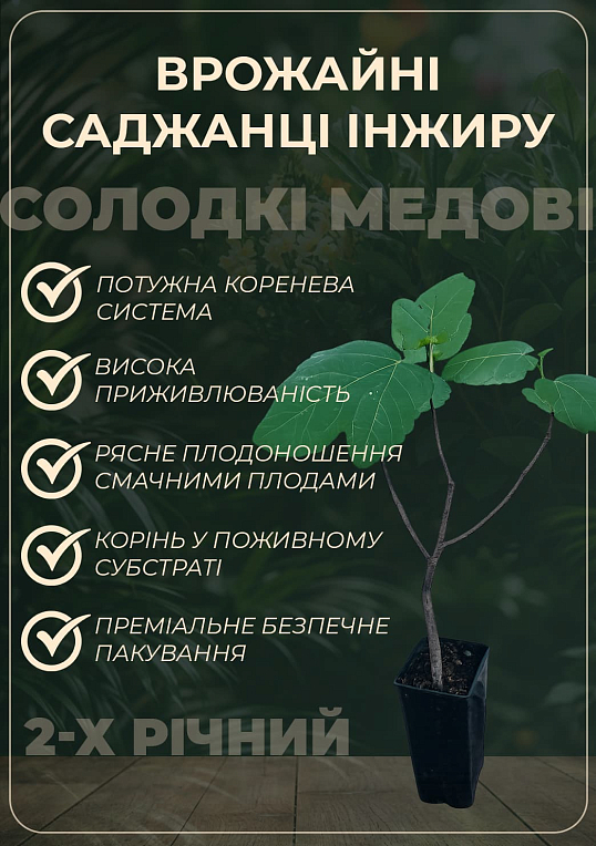 Инжир "Брожиотто Неро" саженец 2 года (ремонтантный, крупноплодный сорт, средний срок созревания)