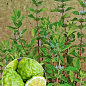 Мята Бергамотная "Mentha suaveolens x Piperita"