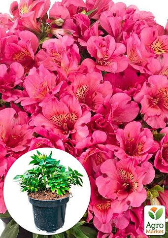 Альстромерия inticancha "Malaga" (выращено in-vitro) С1,5