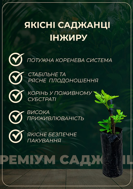 Інжир "Брунсвік" - фото 2