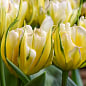 Тюльпан "Sweet Valley" 