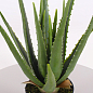 Суккулент "Aloe Vera" (Нидерланды)