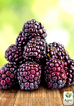 Малинно-ежевичный гибрид "Бойсенберри" (Boysenberry) (ремонтантный сорт, один из лучших гибридов)28