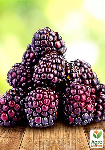 Малиново-ожиновий гібрид "Бойсенберрі" (Boysenberry) (ремонтантний сорт, один з кращих гібридів) - фото 2