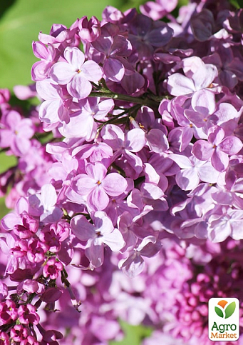 Сирень обыкновенная "Полтава"