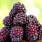 Малиново-ожиновий гібрид "Бойсенберрі" (Boysenberry) (ремонтантний сорт, один з кращих гібридів) купить