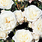 Троянда кущова "Алабастер" (Alabaster) (саджанець класу АА+) вищий сорт 