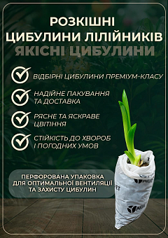 Лілійник "Martina Verhaert"26