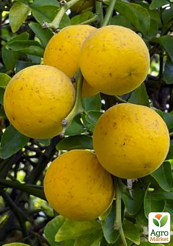 Понцірус Trifoliata (дикий лимон) - фото 3