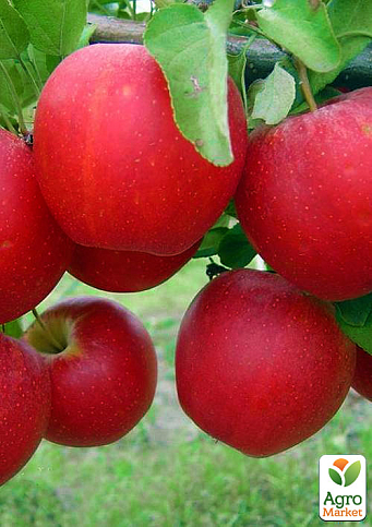 Яблуня "Гала Маст" (Гала) (Ранньозимовий сорт)