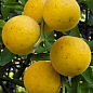 Понцирус Trifoliata (дикий лимон) цена