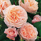 Троянда англійська "William Morris" (саджанець класу АА +) вищий сорт