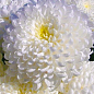 Хризантема срезочной "Чита" (вкоріненого живця висота 5-10 см)