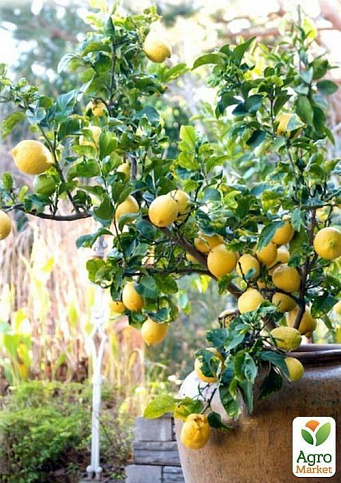 Лимон "Пандероза" вес плода до 550г 