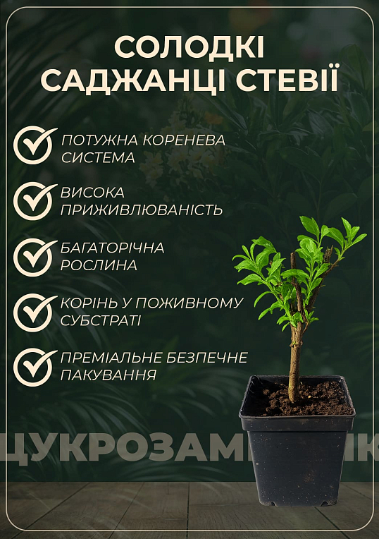 Стевія "Медова трава" саджанець - фото 4