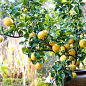 Лимон "Пандероза" вага плода до 550г