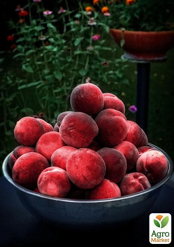 Ексклюзив! Персик червоно-вишневий "Королівський" (Royal) (англійська селекція, преміальний великоплідний сорт) - фото 5
