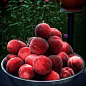 Ексклюзив! Персик червоно-вишневий "Королівський" (Royal) (англійська селекція, преміальний великоплідний сорт)