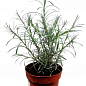 Талл карри (Helichrysum angustifolia Tall Curry) купить